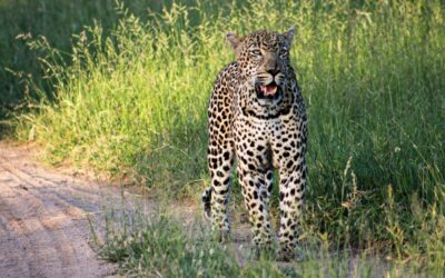 The Ultimate Guide To Safari: Sabi Sands Game Reserve