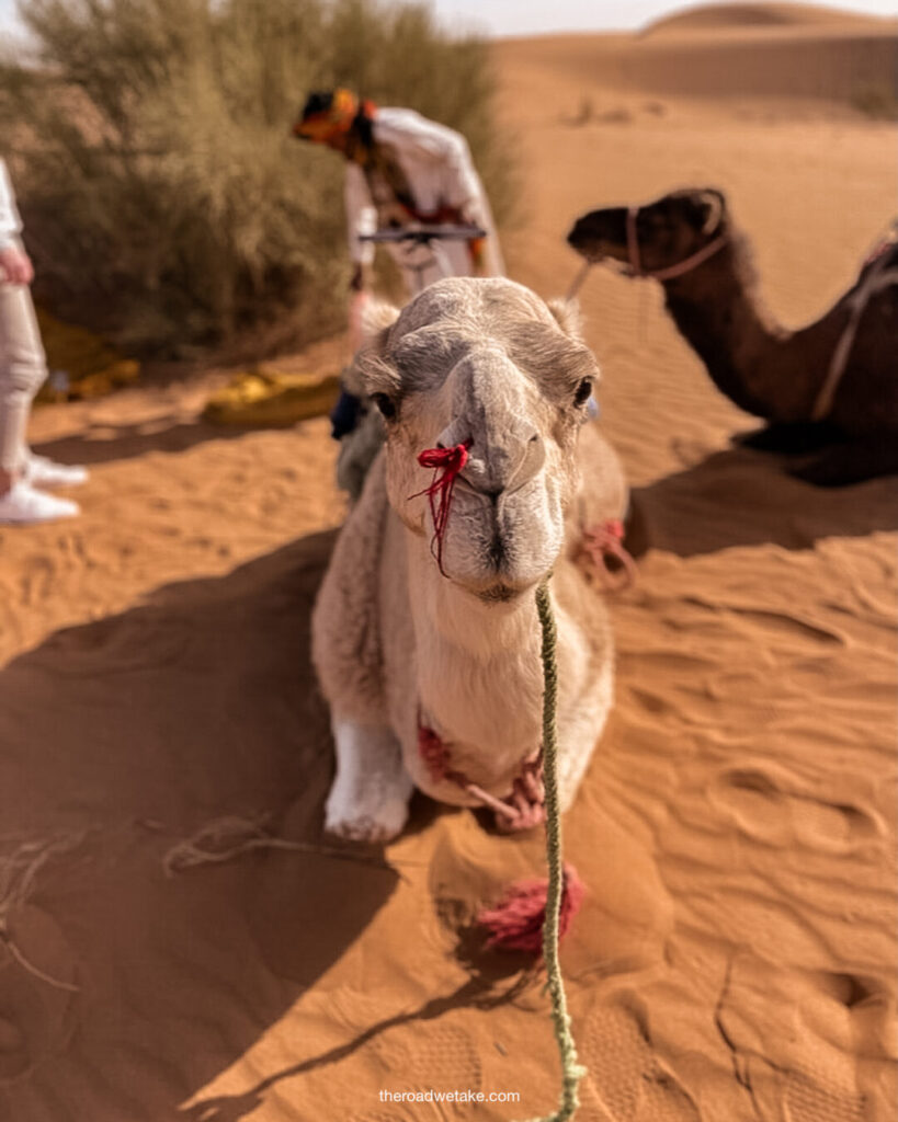 merzouga camel