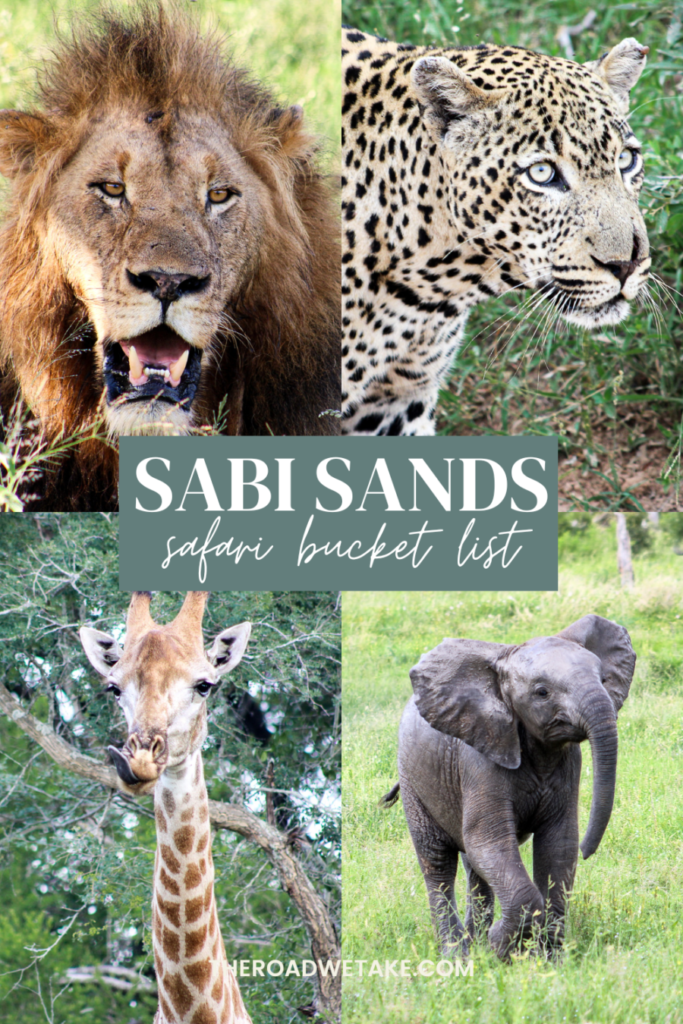 sabi sands safari