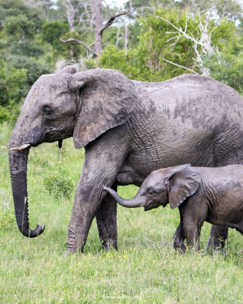 mom and baby elephant