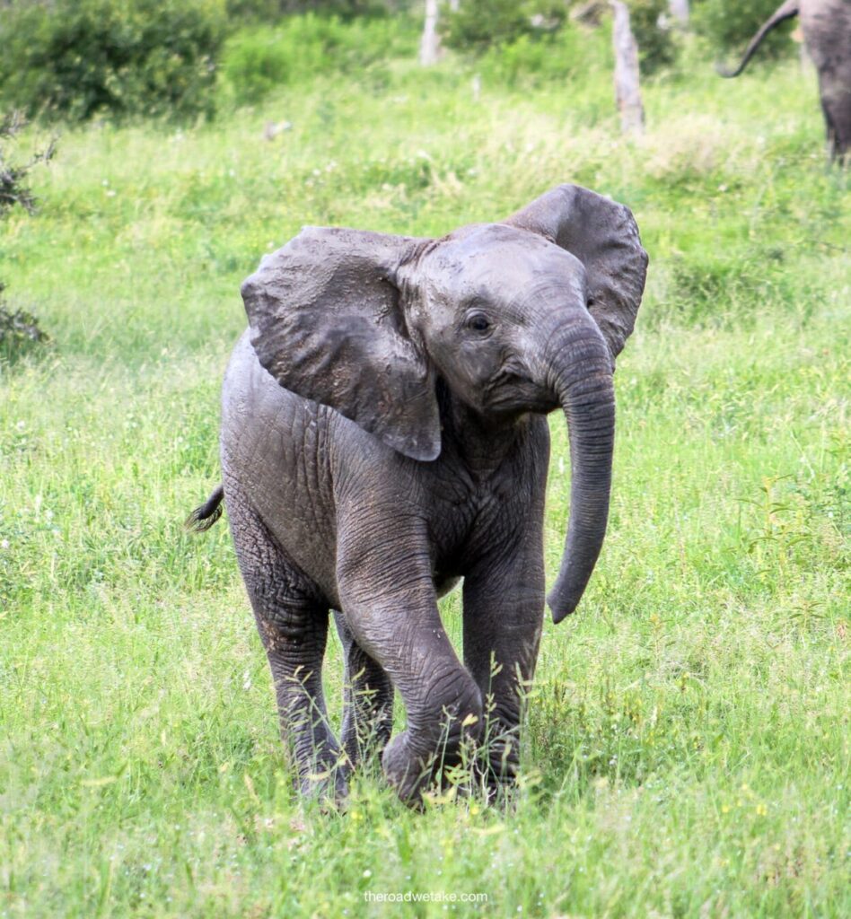 baby elephant