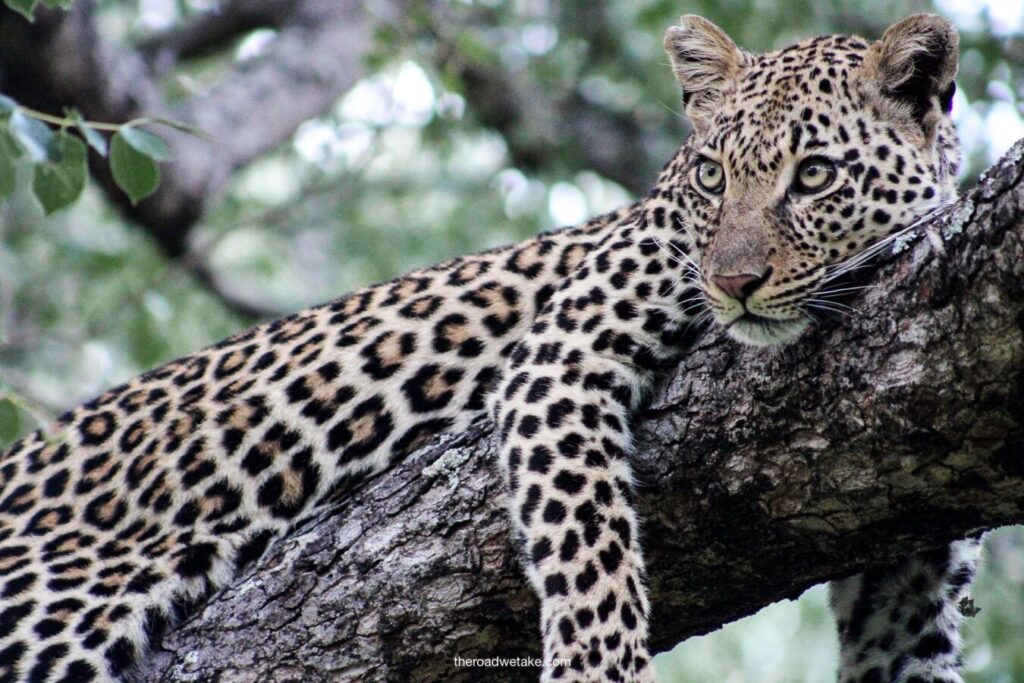 leopard in a tree