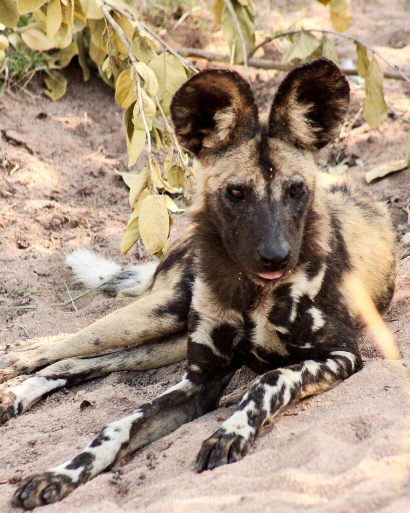 wild dog in sabi sands