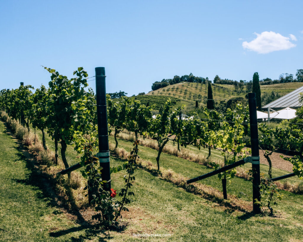 waiheke tantalus winery vineyard