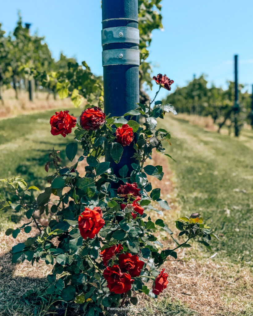 roses at tantalus winery