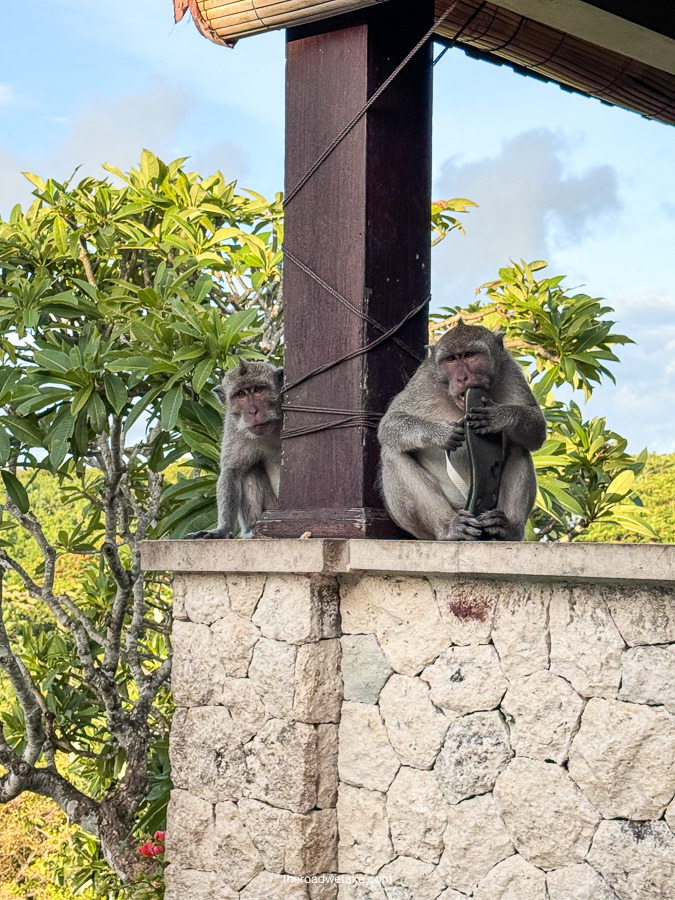 monkeys at uluwatu temple