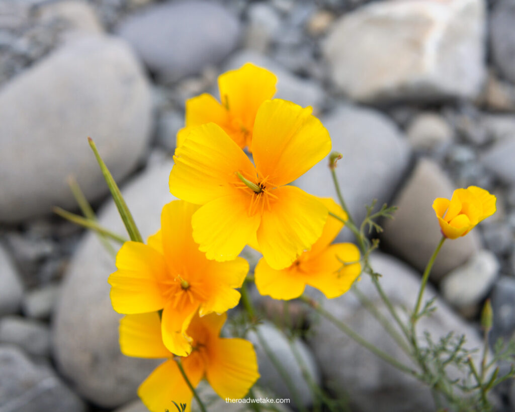 lake tekapo flowers