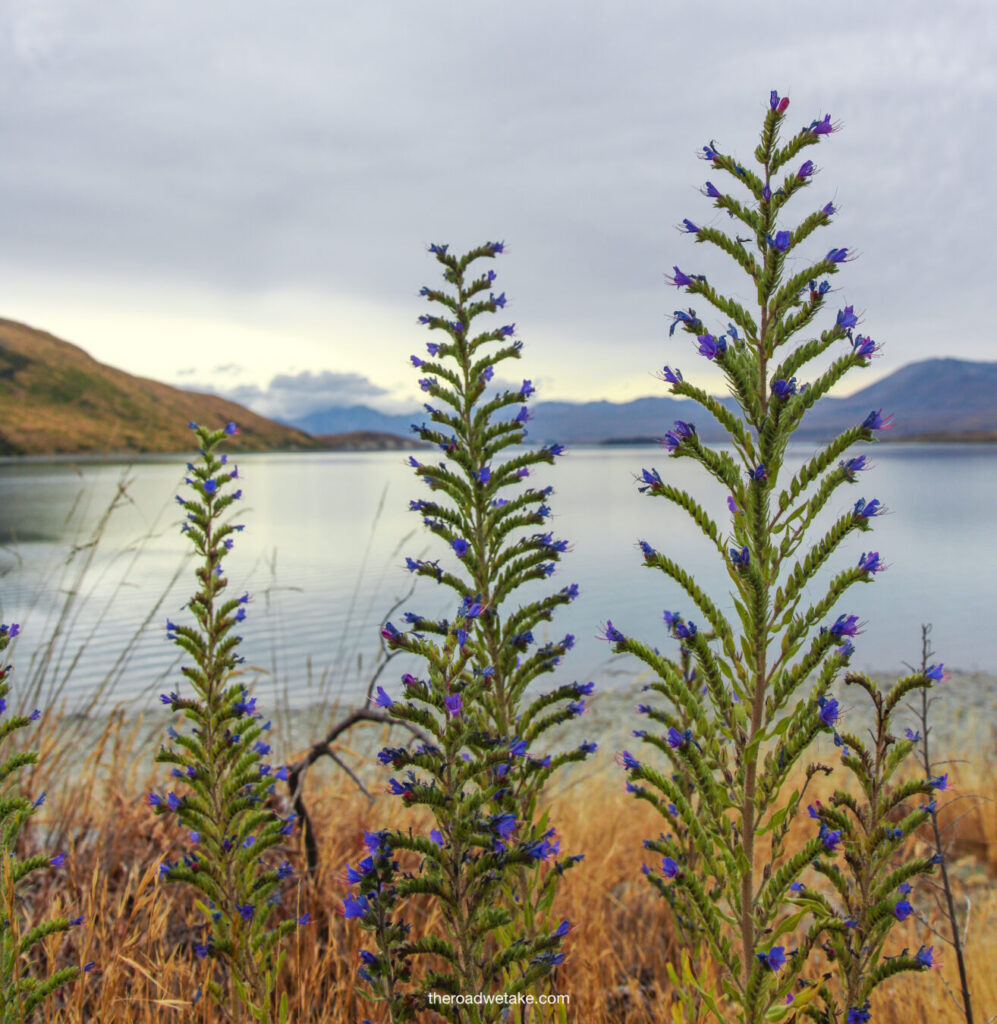 lake tekapo flowers