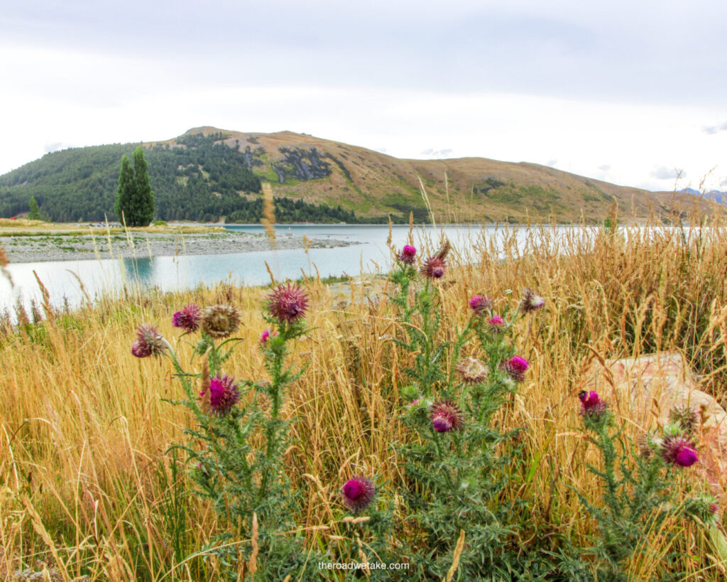 lake tekapo flowers in new zealand