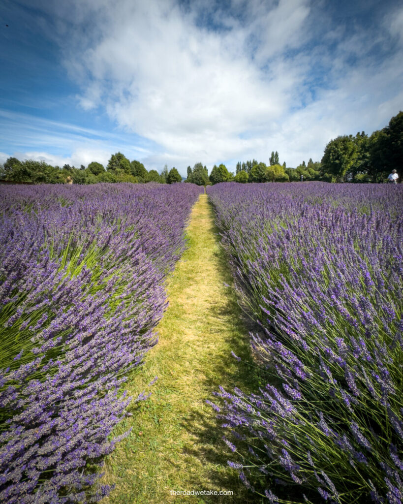 wanaka lavender farm in wanaka, new zealand