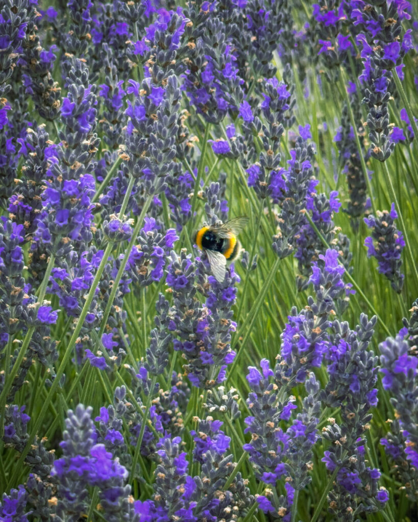 wanaka lavender farm in wanaka, new zealand