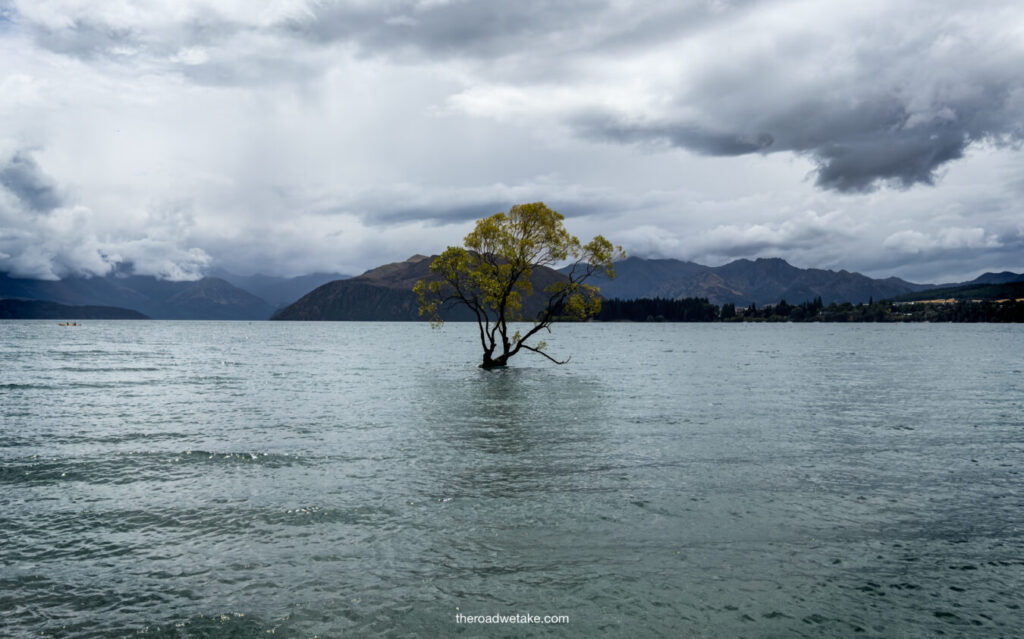 wanaka tree in wanaka, new zealand