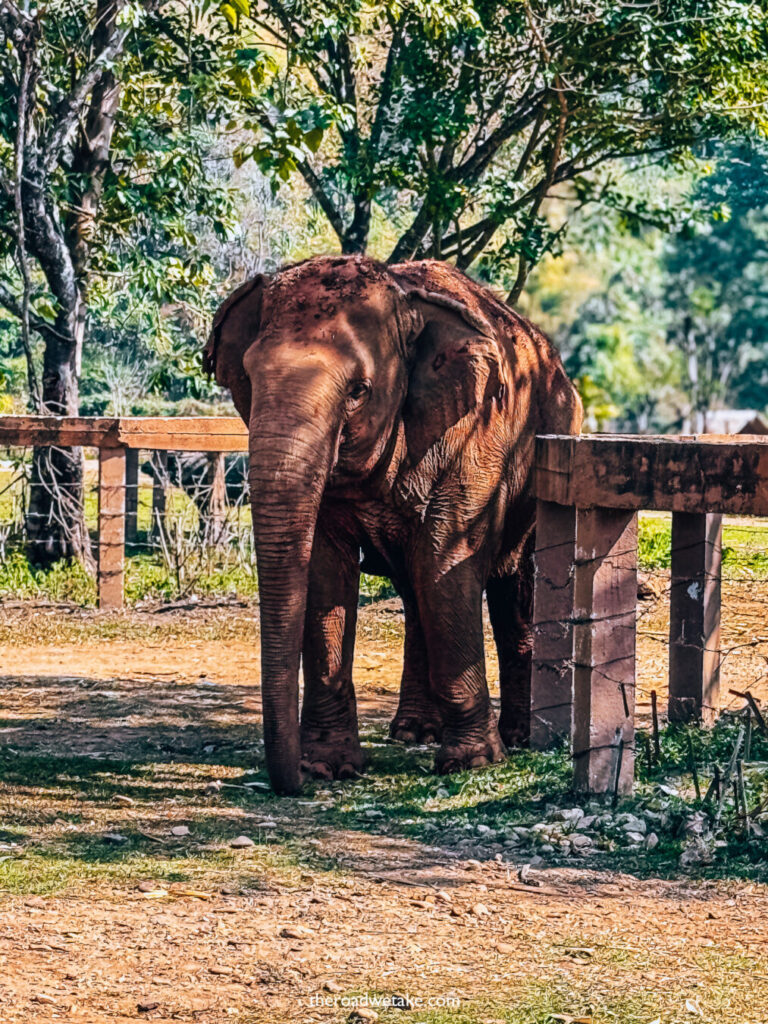 elephant nature camp