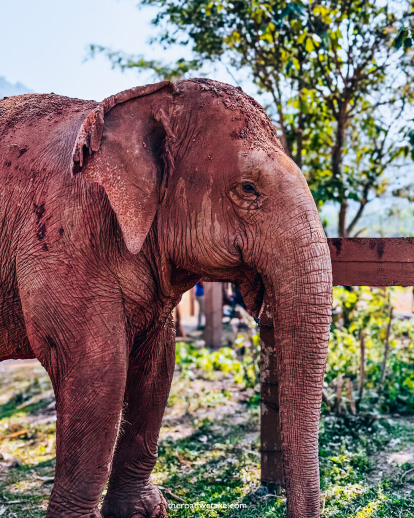 elephant nature camp