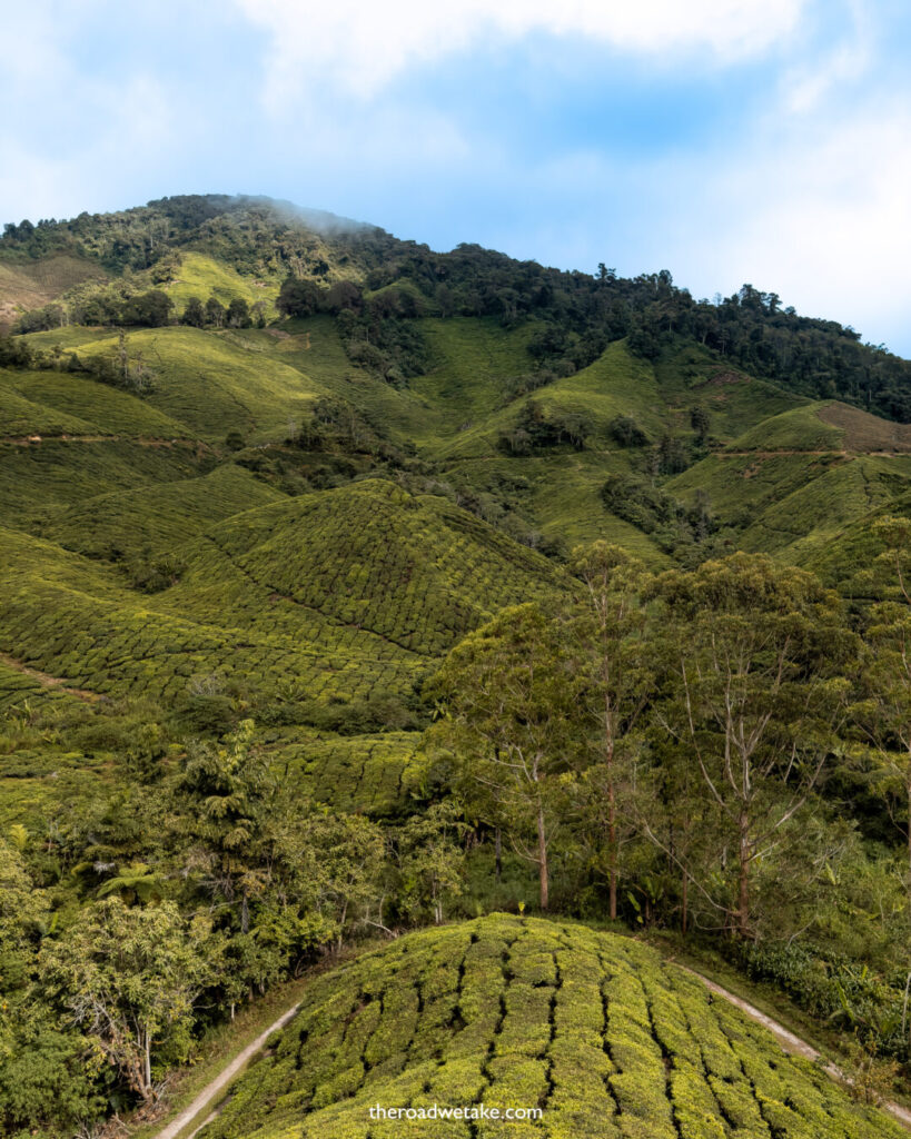 cameron highlands