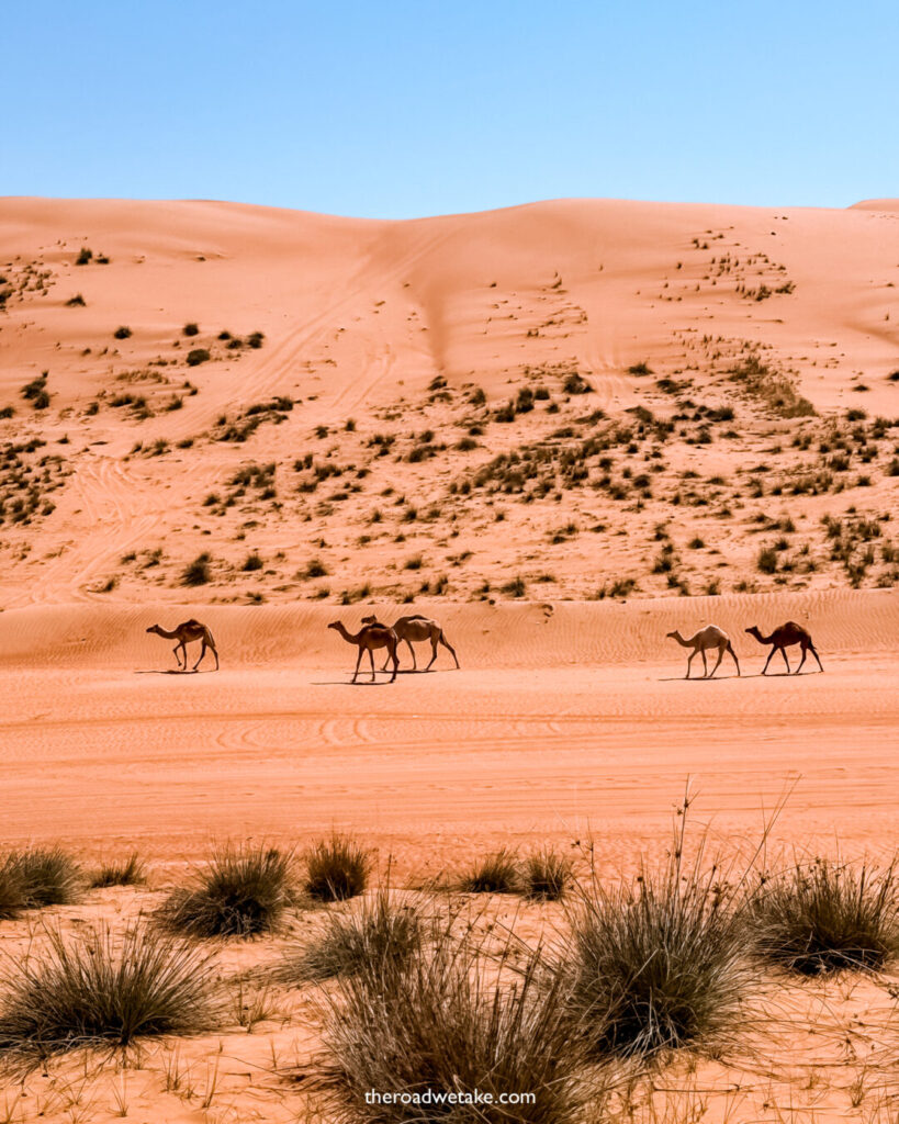 wahiba sands desert, oman