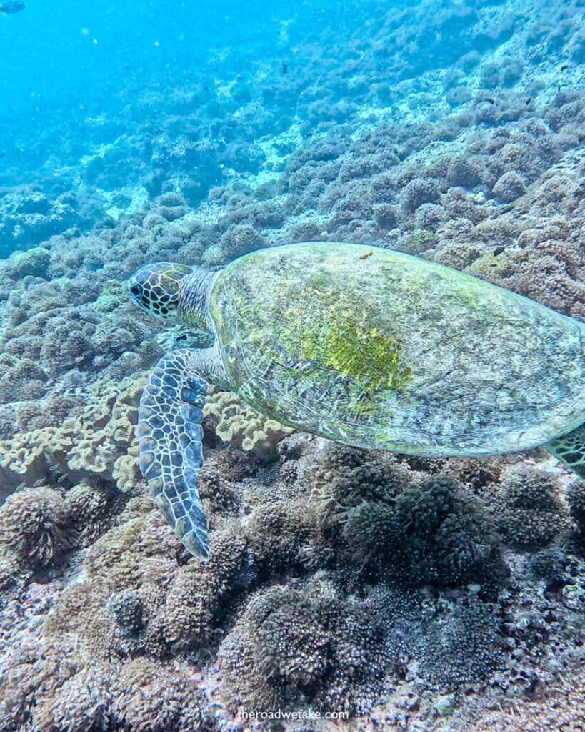 daymaniyat islands, oman