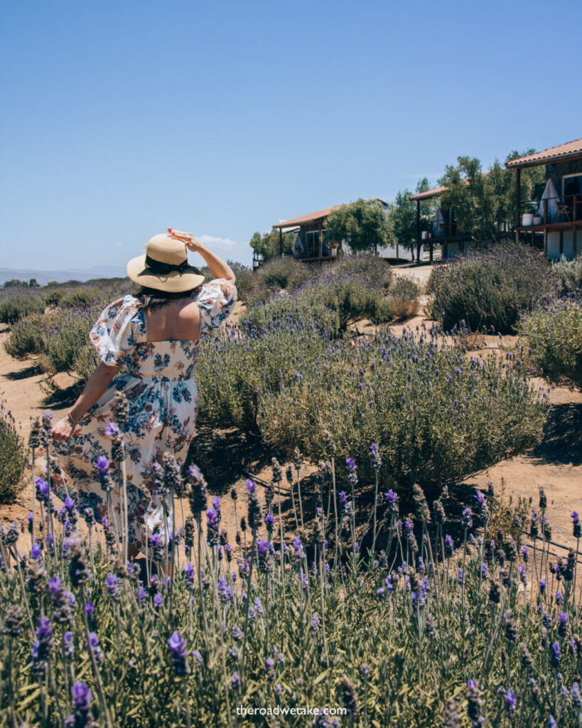 montevalle lavender fields valle de guadalupe