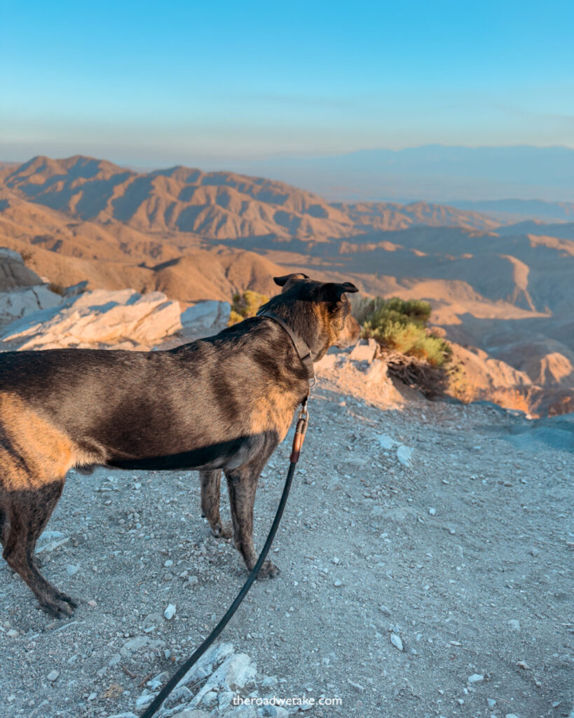 dog looking at keys view in joshua tree