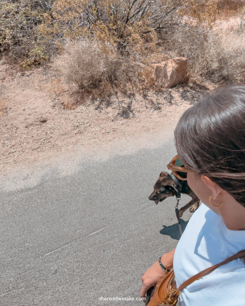 walking dog in joshua tree