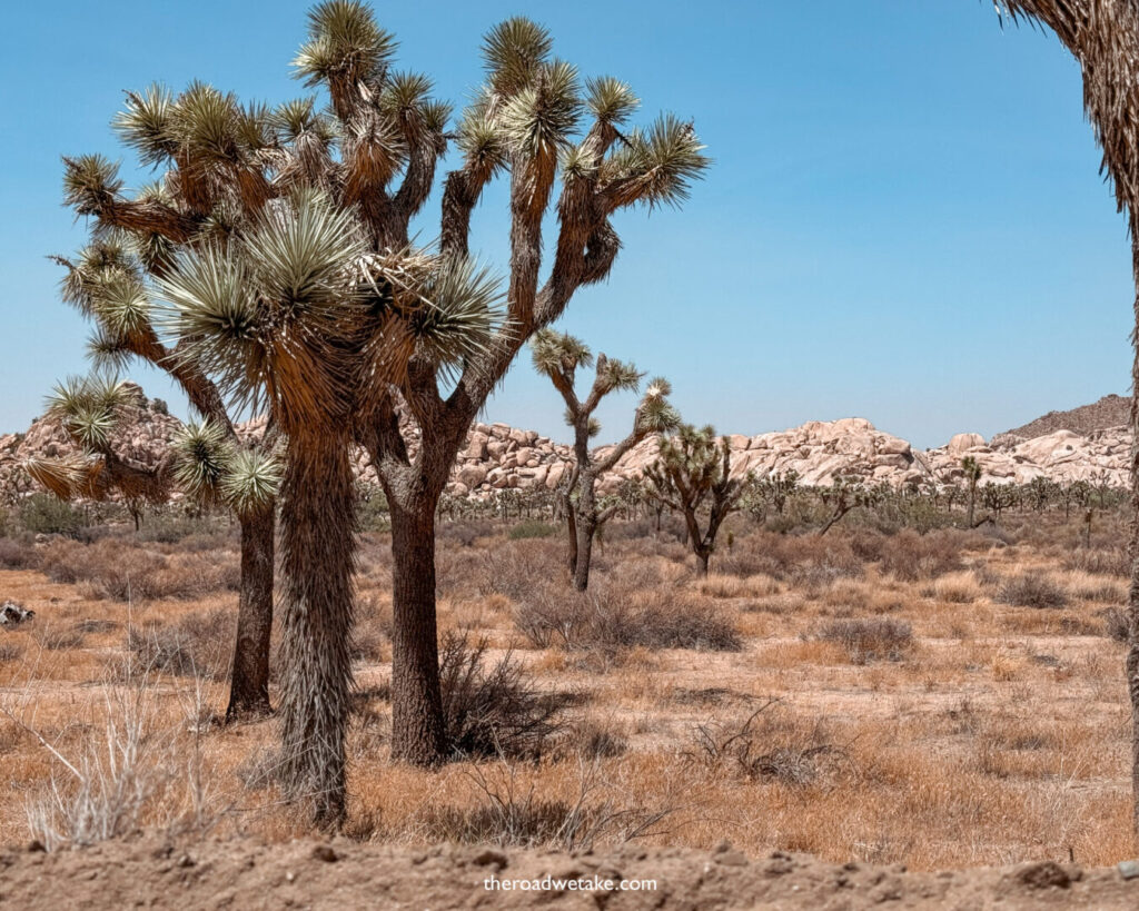 joshua trees