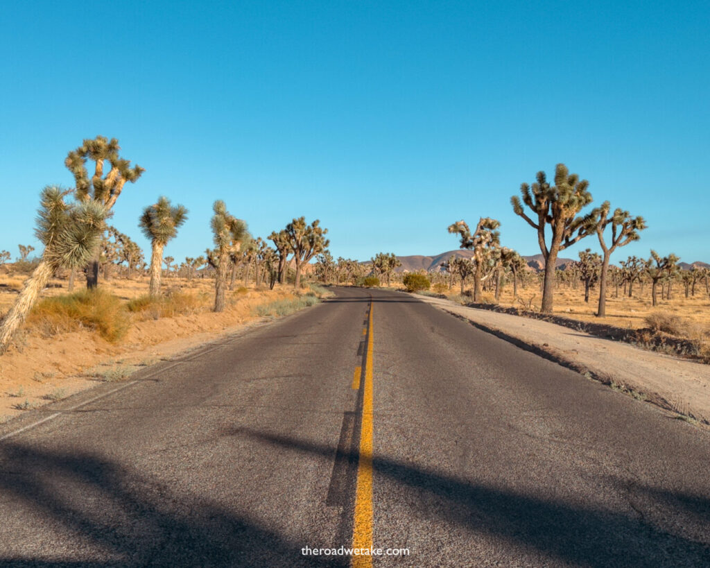 joshua tree